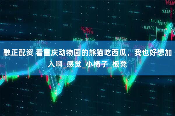 融正配资 看重庆动物园的熊猫吃西瓜，我也好想加入啊_感觉_小椅子_板凳